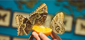 В Запорожье привезли уникальных бабочек: голубая морфо исполняет желания, а калиго распугивает грызунов