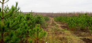 Стало известно, почем в Одессе в этом году будут продавать новогодние елки и сосны