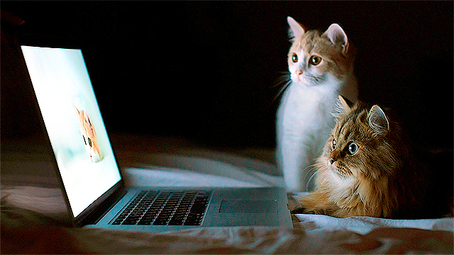 Фото с сайта <a href="http://www.damnwallpapers.com/cats-watching-cats-on-monitor/">damnwallpapers.com</a>.