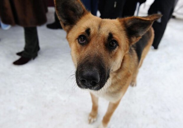 Страдают от догхантеров и домашние собаки. Фото с сайта ushilapyhvost.ru