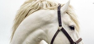 А не купить бы нам коня: цены на главный символ этого года