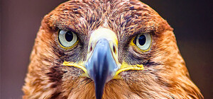 Фотофакт: в донецком городском транспорте катается ястреб, можно лишиться пальца