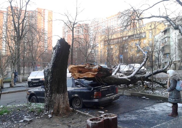 Новость - События - Фотофакт: в центре города дерево рухнуло на автомобиль