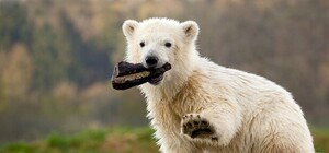 В Крыму появится парк медведей