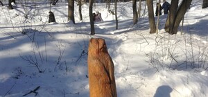 Зима будет долгой, но все обойдется: как сурок Тимка II весну предсказывал