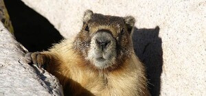 Одесский сурок Ватрушка вместо предсказания погоды обругал зоологов и ушел спать