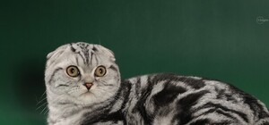 Котопраздник какой-то: в городе пройдет международная выставка кошек