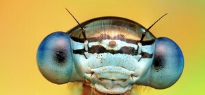 В Крыму строят гостиницу для жуков, пчел и моли