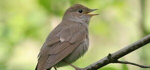 Утренний рецепт: праздничное блюдо 