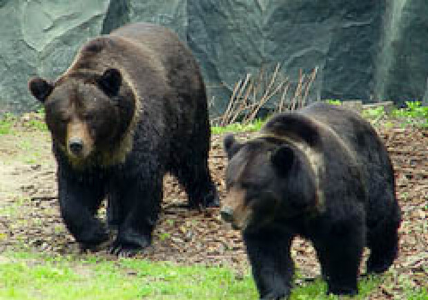 В Киевском зоопарке проснулись медведи. Фото с сайта kartazoovet.net