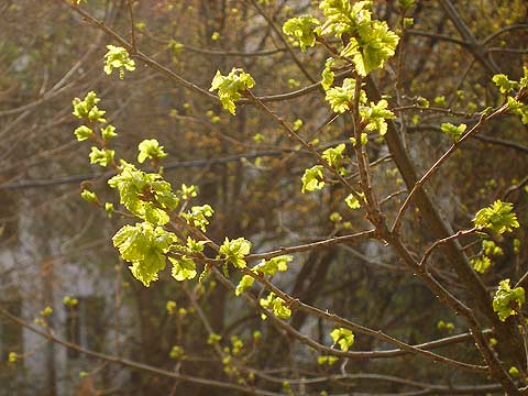 В Киев идет настоящая весна. Фото с сайта sch672.narod.ru