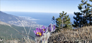 В Крыму цветет сон-трава - весенний гость из сказок и легенд