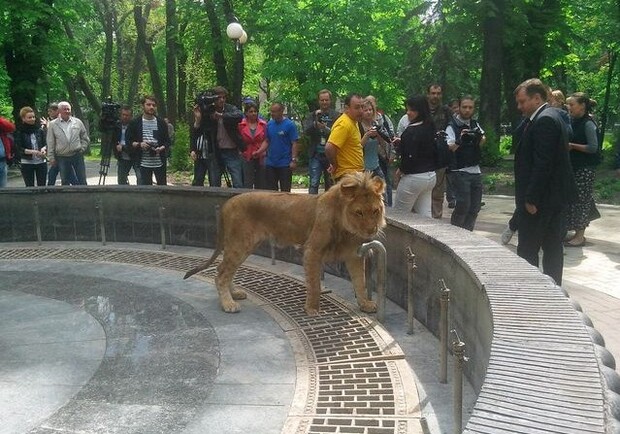 Новость - События - Фотофакт: по Мариинскому парку гуляет лев