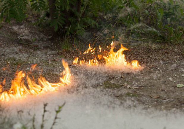 Поджигать тополиный пух очень опасно. Фото с сайта 66.ru