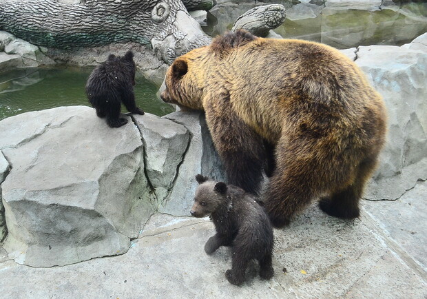 Малыши быстро растут и любят маму. Фото пресс-службы зоопарка