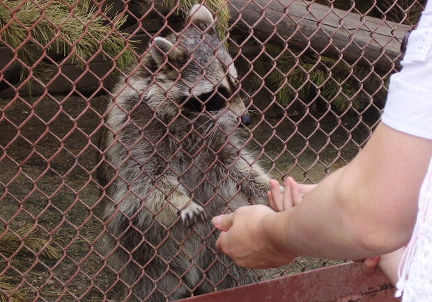 Гости смогут пообщаться со зверятами.
Фото с сайта ekaterinburg.tv