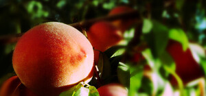 Фруктовые деревья: что стоит взять в пример Киеву у городов Европы и США