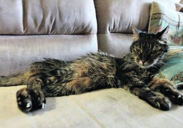 Новость - События - Обзор прессы: киевского кота Полосатика могут признать самым старым в Украине