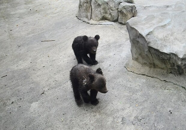 Новость - События - Медвежата получили имена: в киевском зоопарке прошел необычный конкурс