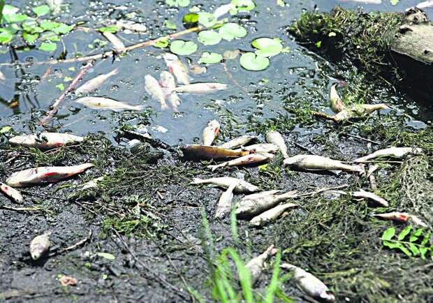 Новость - События - Обзор прессы: почему в киевской реке погибло более миллиона рыб