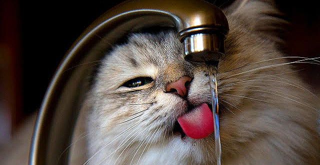 Вода с июля существенно подорожает. Фото с сайта <a href="http://lovemeow.com/2010/04/sasha-a-very-spoiled-and-loved-siberian-cat/">lovemeow.com</a>.