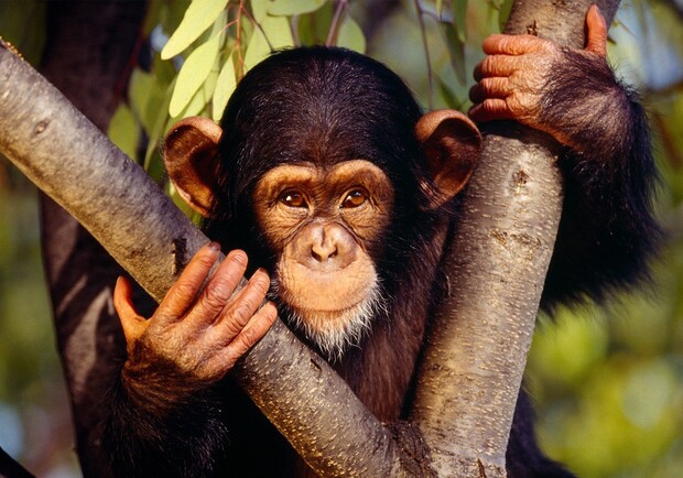 Новость - Досуг и еда - В Киевском зоопарке отметят День обезьян