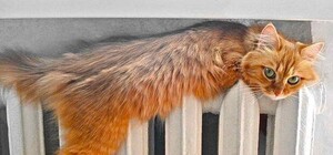 Экономия: харьковчане будут платить за тепло только зимой