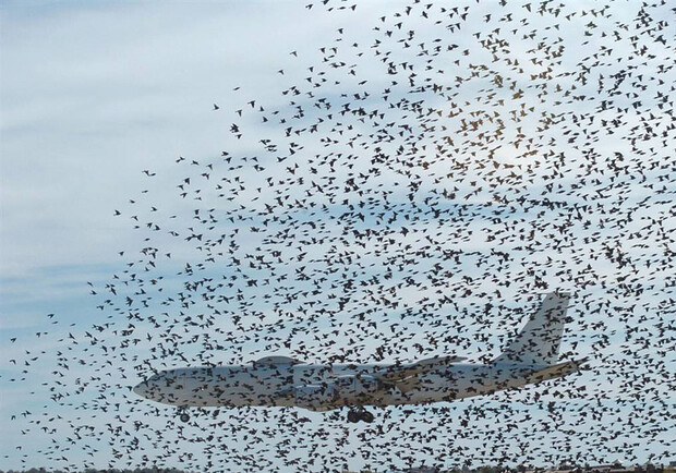 Новость - Транспорт и инфраструктура - В самолет МАУ врезалась стая птиц