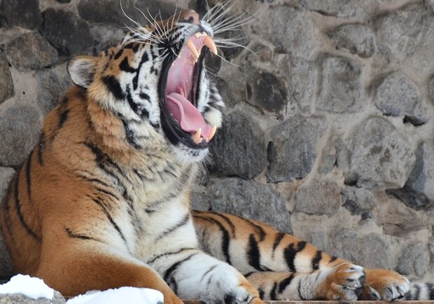 В зоопарке пьяный мужчина упал в вольер с тигром. Фото Оскара Янсонса