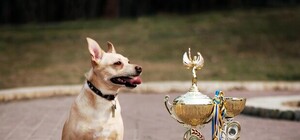 Кубок Барбоса: в Киеве выберут лучшую дворнягу