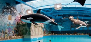 Как это выглядит: летняя площадка в аквапарке 