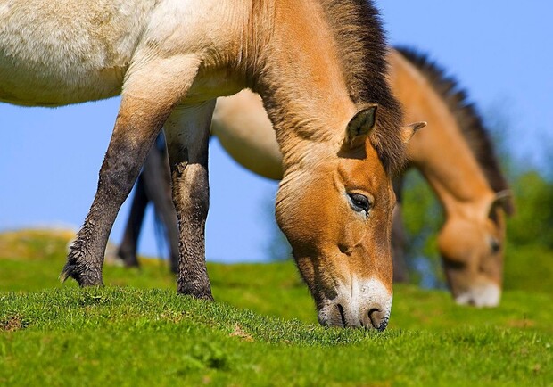 Новость - Досуг и еда - Позавтракай с лошадью Пржевальского: зоопарк проводит необычный конкурс