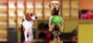 Играй в боулинг бесплатно: Vgorode и Plazma объявляют новый конкурс