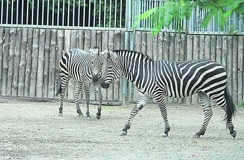 В зоопарке завтра будут кормить зебр. Фото с сайта novostey.com