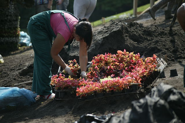 Новость - Досуг и еда - Полюбуйся: на Певчем поле готовят патриотическую выставку из тысяч цветов