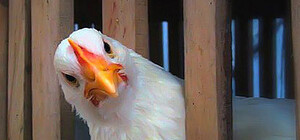 В результате обстрелов в Луганской области повреждена птицефабрика, тысячи кур бродят по околице (видео, ненормативная лексика)