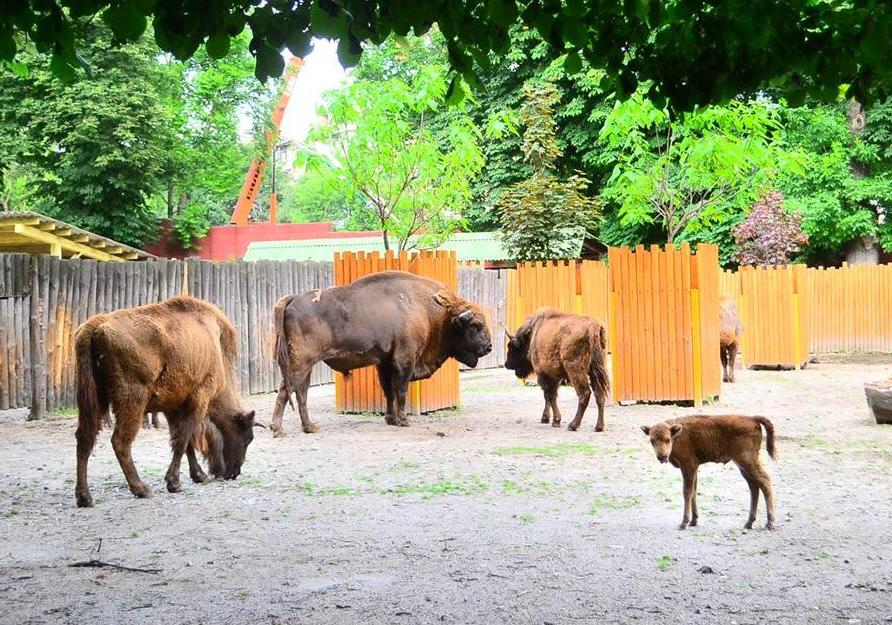 Фото пресс-службы Киевского зоопарка.