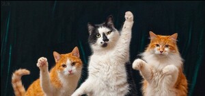 В Украинском доме будут продавать кошек, чтобы помочь армии