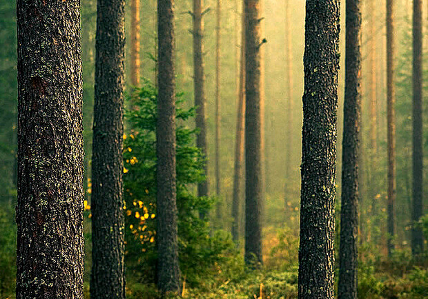 Фото <a href="http://bestphotos2share.blogspot.com/2012/01/magical-forest-photos-from-all-over.html">Joni Niemela</a>.