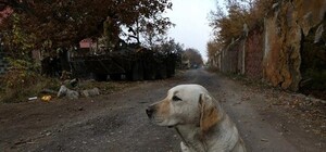 Хэппи энд: лабрадор, который помогал 