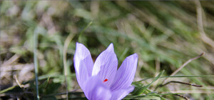 Фиолент покрылся цветами ФОТО