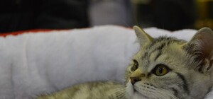 Усатый-полосатый: в Харькове прошла выставка кошек