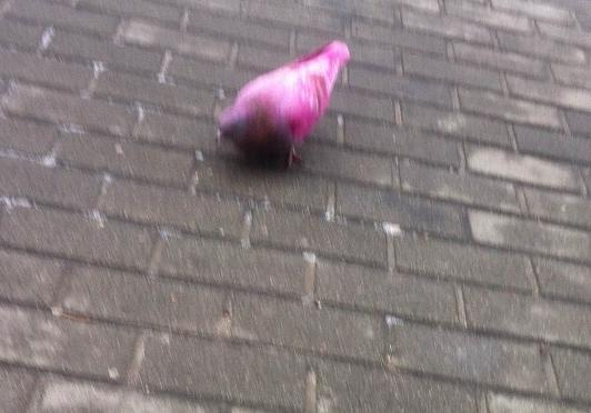 Новость - События - Фотофакт: в Киеве появились розовые голуби