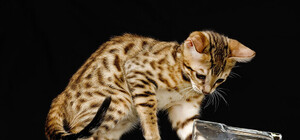 Последствия массовых отравлений: сколько еще на Бортничах нельзя будет пить воду