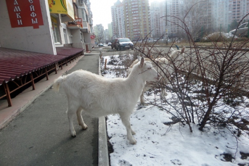 Новость - События - Фотофакт: в спальном районе Киева бродят козы