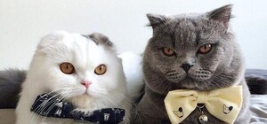 Киски на любой вкус: в Украинском доме пройдет выставка породистых кошек