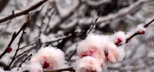 Цветы под снегом  (фоторепортаж крымского блогера)