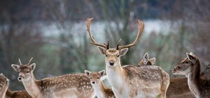 Под Харьков завезли полсотни пятнистых оленей из столицы