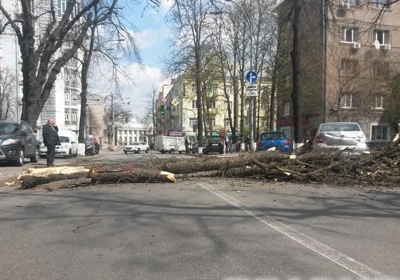 Новость - Транспорт и инфраструктура - Шторм в городе: ветер в центре Киева повалил деревья