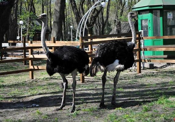 Новость - События - В киевский зоопарк привезли самых больших птиц в мире
